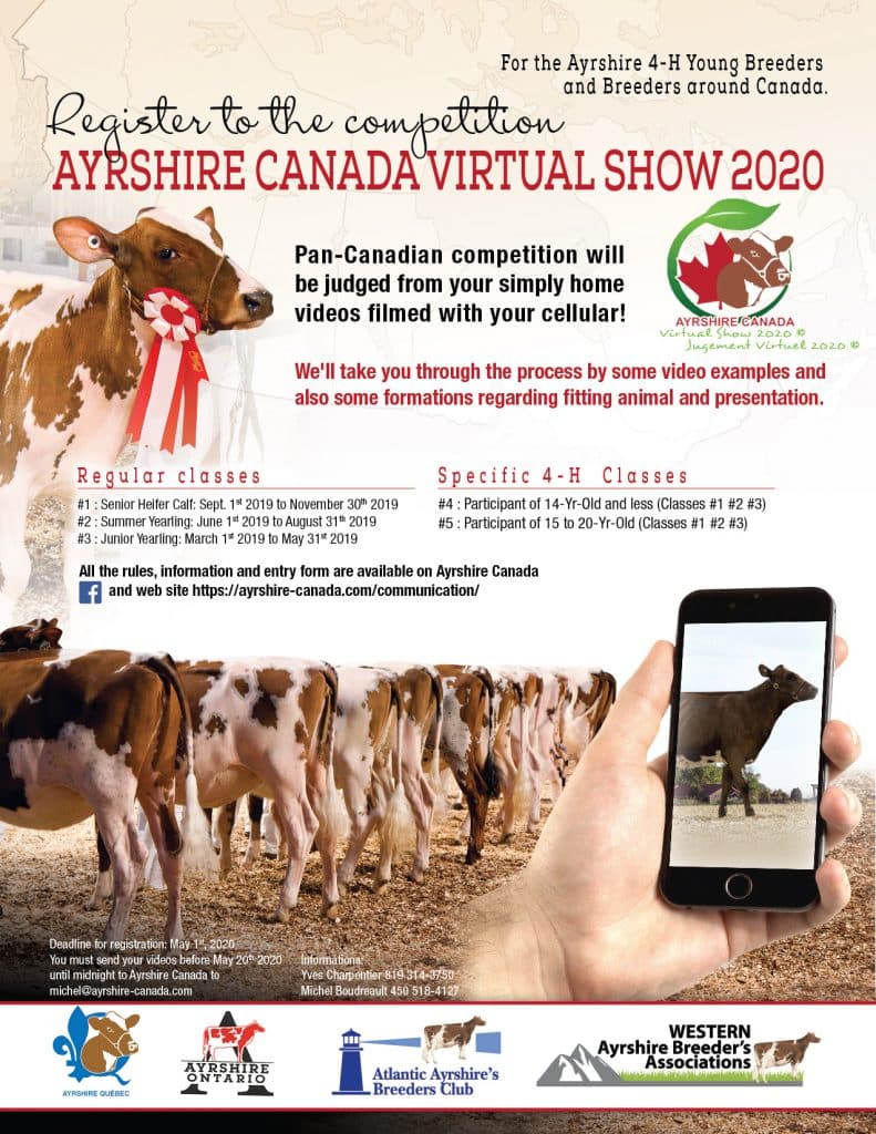 Ayrshire Canada virtual heifers show 2020 Ayrshire Canada